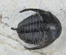 Exquisitely Preserved Kingaspidoides Trilobite #23484-1